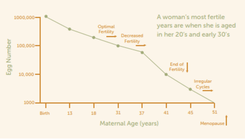 Graph showing the decline in egg number throughout a person’s life, declining steeply at 37 years old