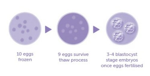 TASIVF egg freezing graphic